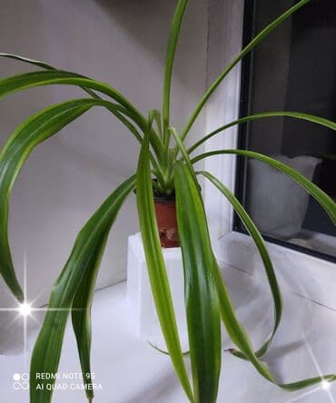 Декор и интерьер: Хлорофитумы. распродажа Хлорофитум - можно по праву назвать — 1