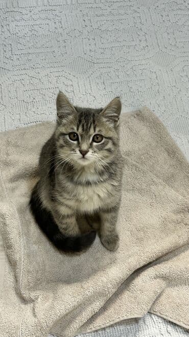 переноска для кота бишкек: Беспородная, 3 месяца, Девочка, Серый — 6