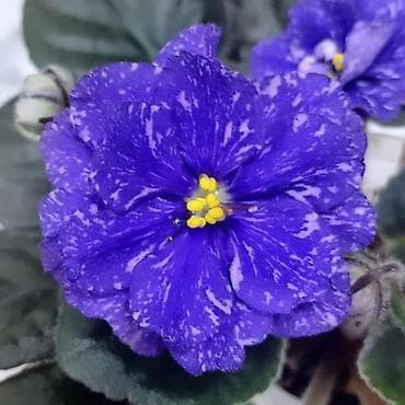 Комнатные розы: В продаже крупные детки и стартеры, взрослые сортовые фиалки, Отправка — 8