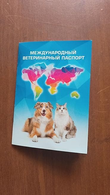 british shorthair: Британская короткошёрстная, 8 месяцев, Мальчик, Серый, Приучена к лотку, Проглистована, С документами — 3