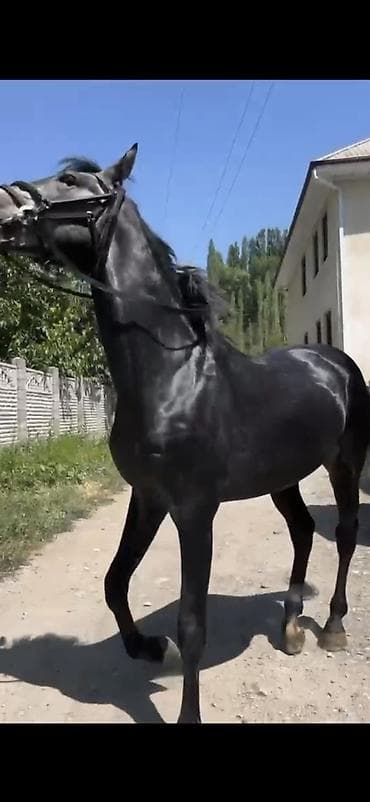 кошка золотая шиншила: Продаю | Жеребец | Для разведения | Племенные — 7