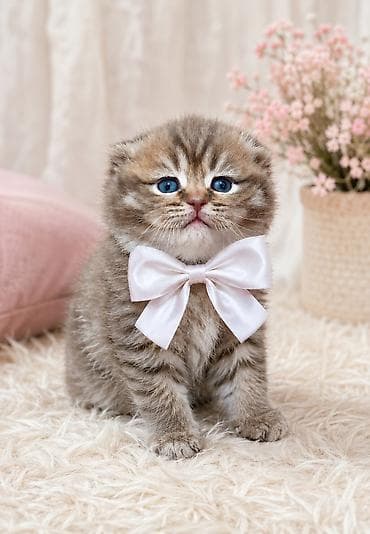 шотланский кот: Скотиш Фолд (Шотландская вислоухая), 2 месяца, Девочка, Серый, Приучена к лотку — 2