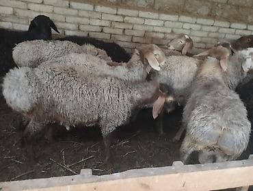 продам курей: Продаю | Баран (самец) | На забой — 4