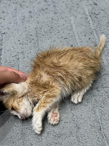 животные кошки: Отдам даром котёнка — 2