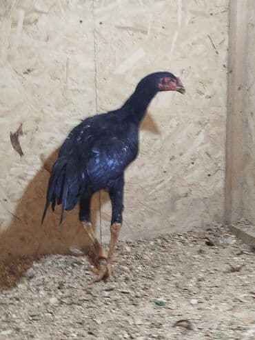 домик для кролика: Продаю | Куры — 2