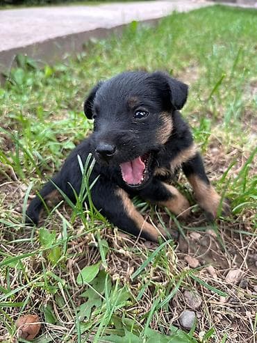 продать животных: 🐾 Щенки ягдтерьера готовы к новым хозяевам! От рабочих родителей — — 2