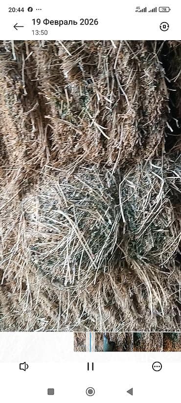 мал базар кой: Чистый клевер 200шт Цена 400с — 1