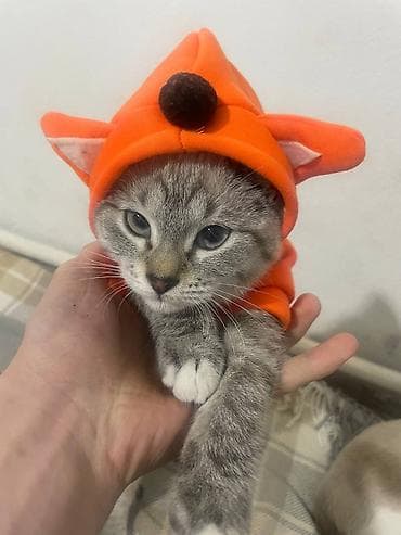 Кемирүүчүлөр: 11 айлык, Эркек, Боз, Лотокко барууга үйрөтүлгөн — 2