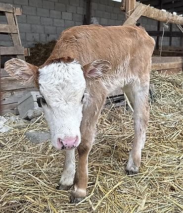 улар сатылат: Сатам | Кунаажын | Бордоп семиртүү үчүн — 8