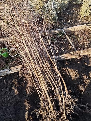 Срочно берёза сатылат высота 1.5м 2.5м сорт вышшый 🔥🔥🔥👍💯