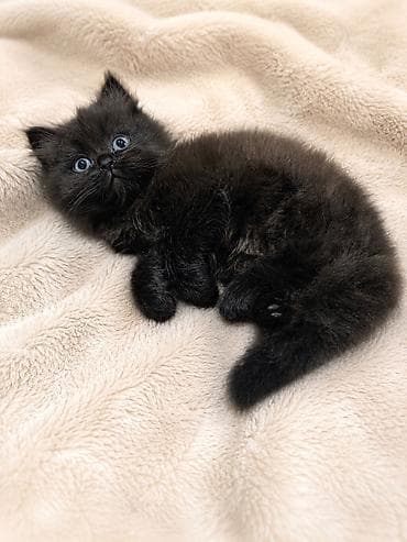 возьму котят: Котята, помёт из трёх малышей: -Родились — 2