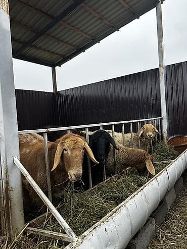 живой корм: Продаю | Овца (самка) | Эдильбаевская | Для разведения | Матка — 2