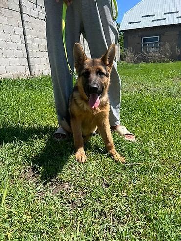 рыжие котята: Немецкая овчарка, 3 месяца, Самка, С прививкой, С родословной — 6