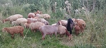 Продаю | Овца (самка) | Для разведения at lalafo.kg Продаю | Овца (самка) | Для разведения