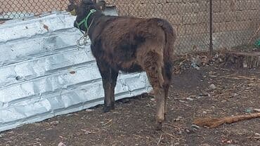 Кемирүүчүлөр: Сатам | Кунаажын | Бордоп семиртүү үчүн | Байланган — 1