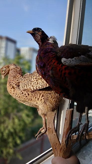 Үй жана бакча үчүн баардык: Decorative figures — 2