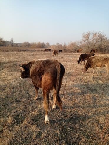 комбикорм для бройлеров: Продаю | Бык (самец) | Швицкая | На откорм — 7