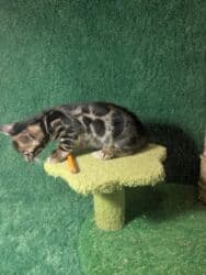 мейн кун бишкек 😺 питомник lyubushka 🐈 купить котенка 🐾 цена фото: Бенгальская, 1 месяц, Мальчик, Приучена к лотку, Проглистована, С документами — 22