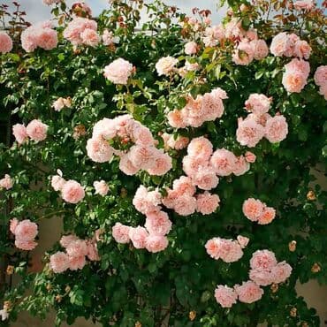 купить вьющиеся розы: Саженцы цветка: Розы, Платная доставка, Самовывоз — 1