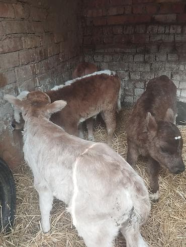 бычки 6 месяцев: Продаю | Музоо, торпок | На откорм — 3