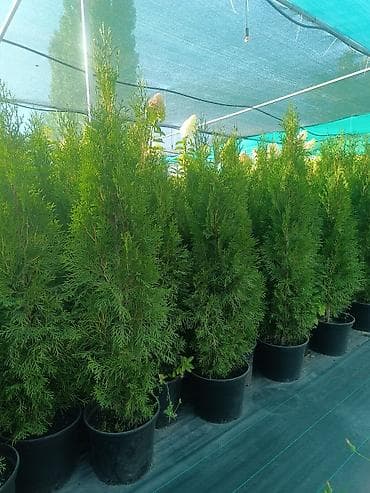 милионник: В продаже туя Смарагд 20-30 см 🌿 Здоровые, крепкие растения с — 2