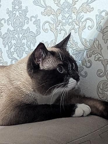 Отдам даром кошку: 1 год, Мальчик, Приучена к лотку — 5