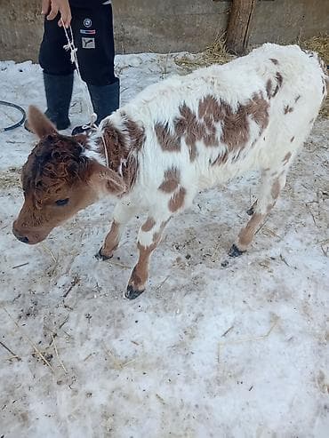 Башка жаныбарлар: Сатам | Музоо | Аргын | Көбөйтүү үчүн | Жасалма уруктандырылган — 1