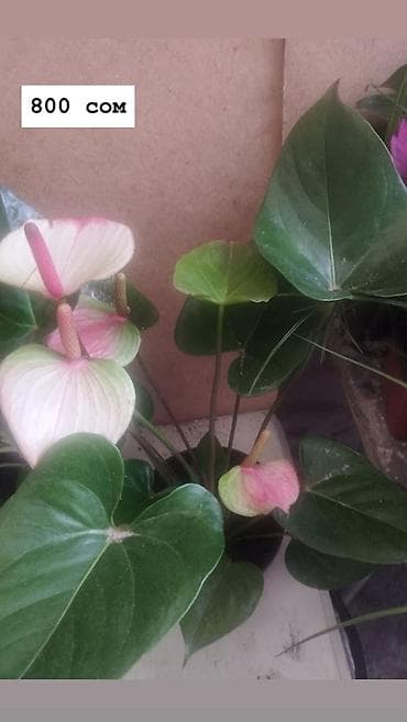 Дом и сад: Комнатные растения в горшках: - Антуриум (красные соцветия, глянцевые — 9