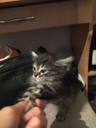 нашли белый кот: Беспородная, 1 месяц, Мальчик, Шоколадный, С прививками, Приучена к лотку — 5