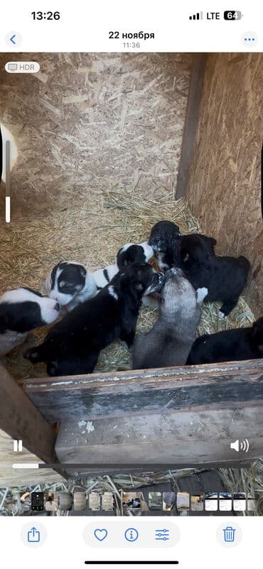 Иттер: Алабай, 2 айлык, Ургаачы, Эмделген, Ит тегин тастыктоочу документ — 2