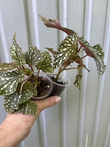 хлорофитум бишкек: Продаю бегонии. Цены 300-600 сом
Район восточ. А/В или рядом с ГУМом — 4