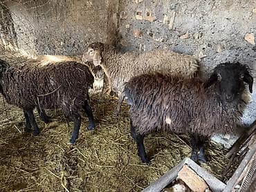 корм для животных: Продаю | Овца (самка) | Для разведения — 2