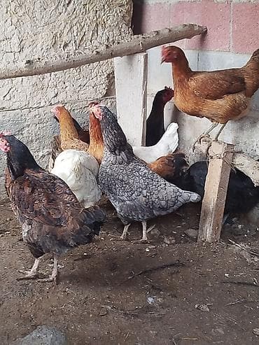 исык кол: Тооктор сатылат активный жаш 9 тоок 1 короз бар алмашу жолдору бар — 1