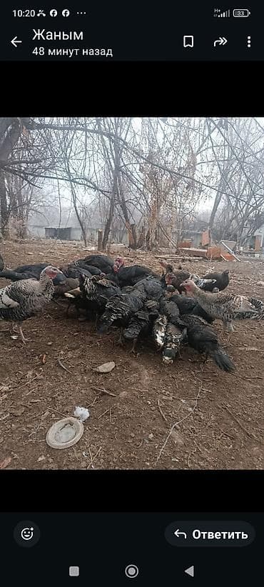 попугай клетка: Ундук сатылат кобойтконго апрель чыккан — 5