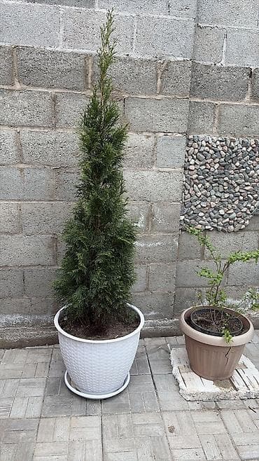 бельгийская: Бельгийские туи смарагд в ассортименте. прямые поставки из — 4