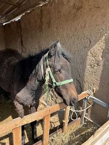 А/ч жаныбарлары үчүн тоюттар: Сатам | Бээ (ургаачы) — 3