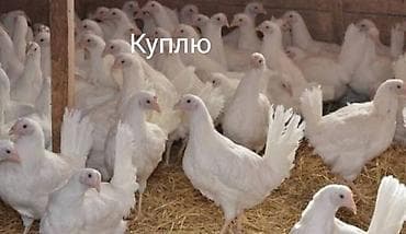 Куплю белых домашних кур (возможны 1 год/молодки). Интересует партия at lalafo.kg Куплю белых домашних кур (возможны 1 год/молодки). Интересует партия