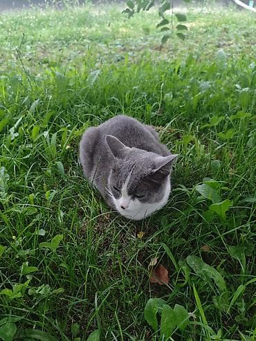 scottish fold: Кошка даром: Беспородная, Девочка — 1