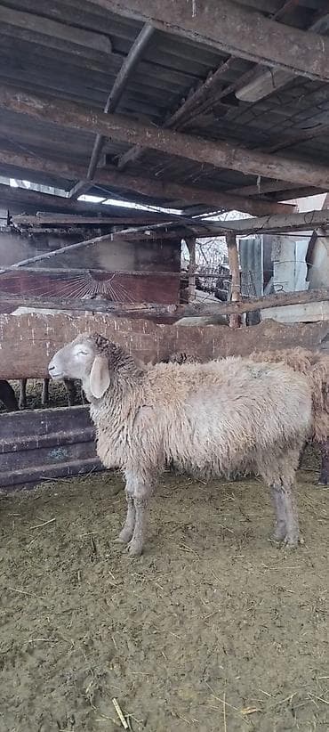 Кошки: Продаю | Баран (самец) | Для разведения | Осеменитель — 2