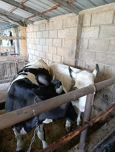 в связи с переездом отдам попугая жако в добрые руки: Продаю | Музоо, торпок | Привязанные — 6