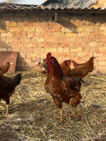 отдам даром породистую собаку: Продаю | Куры — 4