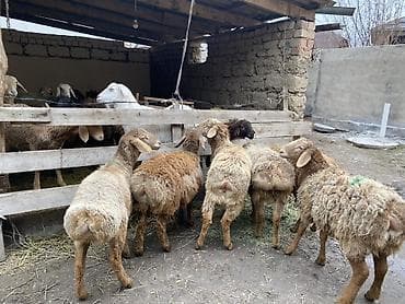 german shepherd: Продаю | Ягненок | На забой — 9