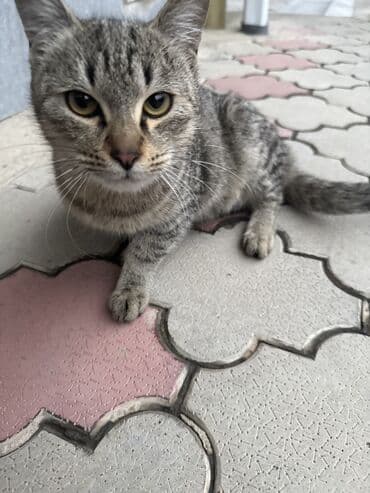 девон рекс бишкек: Эркек — 2