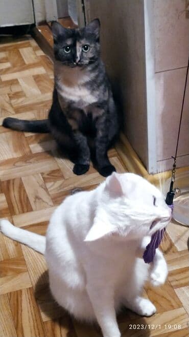 куда можно отдать собаку в бишкеке: Красивые девочки . цветная и белая молодые кошки им скоро год.очень — 4