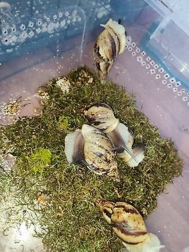 куплю ули: Продаются улитки ахатина фулика и ретикуляты.(2-4месяца) домашние — 10