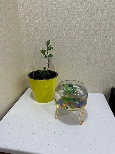 Шкафтар: 🏠 Сдаётся 4-комнатная квартира в центре города на долгий срок ✨ — 5