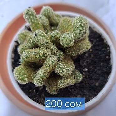 вазы для цветов бишкек: Продаю адениум — 4