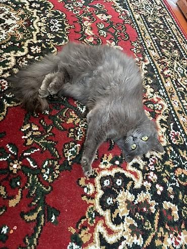 птицы бишкека: Пухнастая домашняя кошка серого (дымчатого) окраса. - Длинная — 4