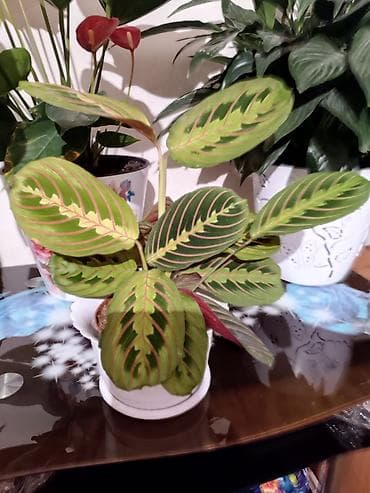 кактус гулу: Комнатные растения в горшках: 1) Кротон (Codiaeum variegatum) - — 7