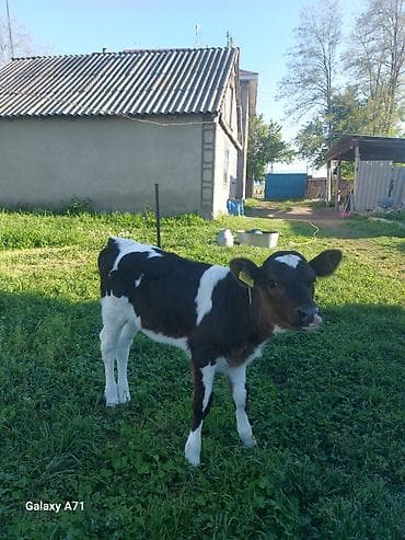 бычки теленок: Продаю | Тёлка, Музоо, торпок | Для молока | Привязанные — 3